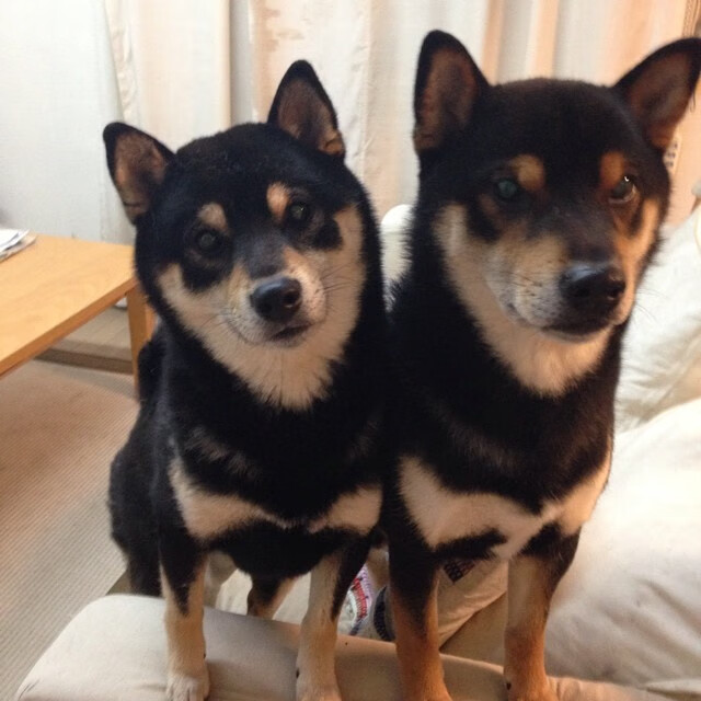 Leyu Sport下载-2024年国际乒联混合团体世界杯：瑞典团队展现强劲实力，国际乒联瑞典公开赛女单决赛