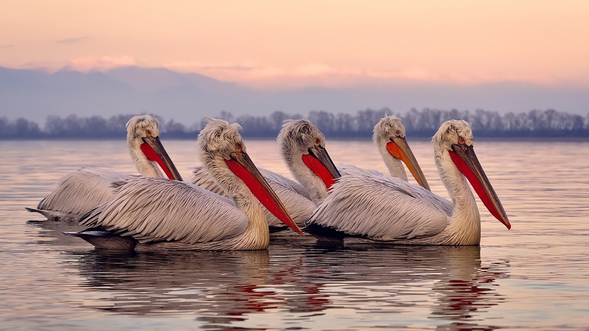 乐鱼电竞在线平台-CBA本土球员表现提升 球迷为成长点赞，cba联赛球员