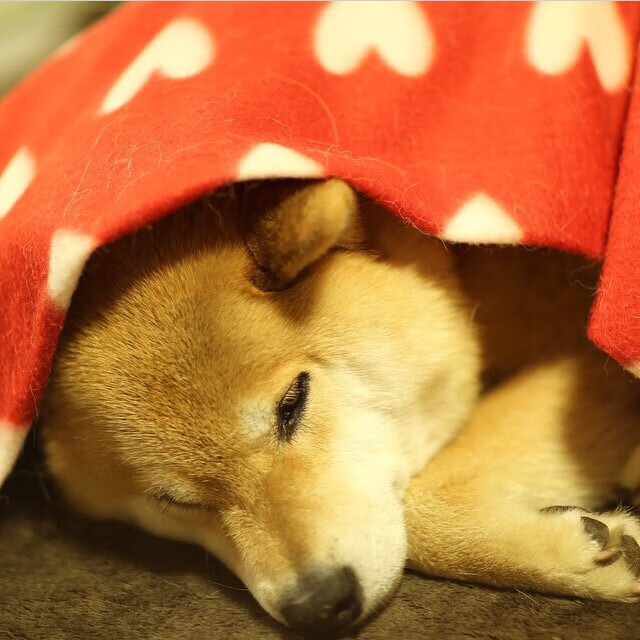 中超联赛市场化程度分析,中超联赛的参与机制