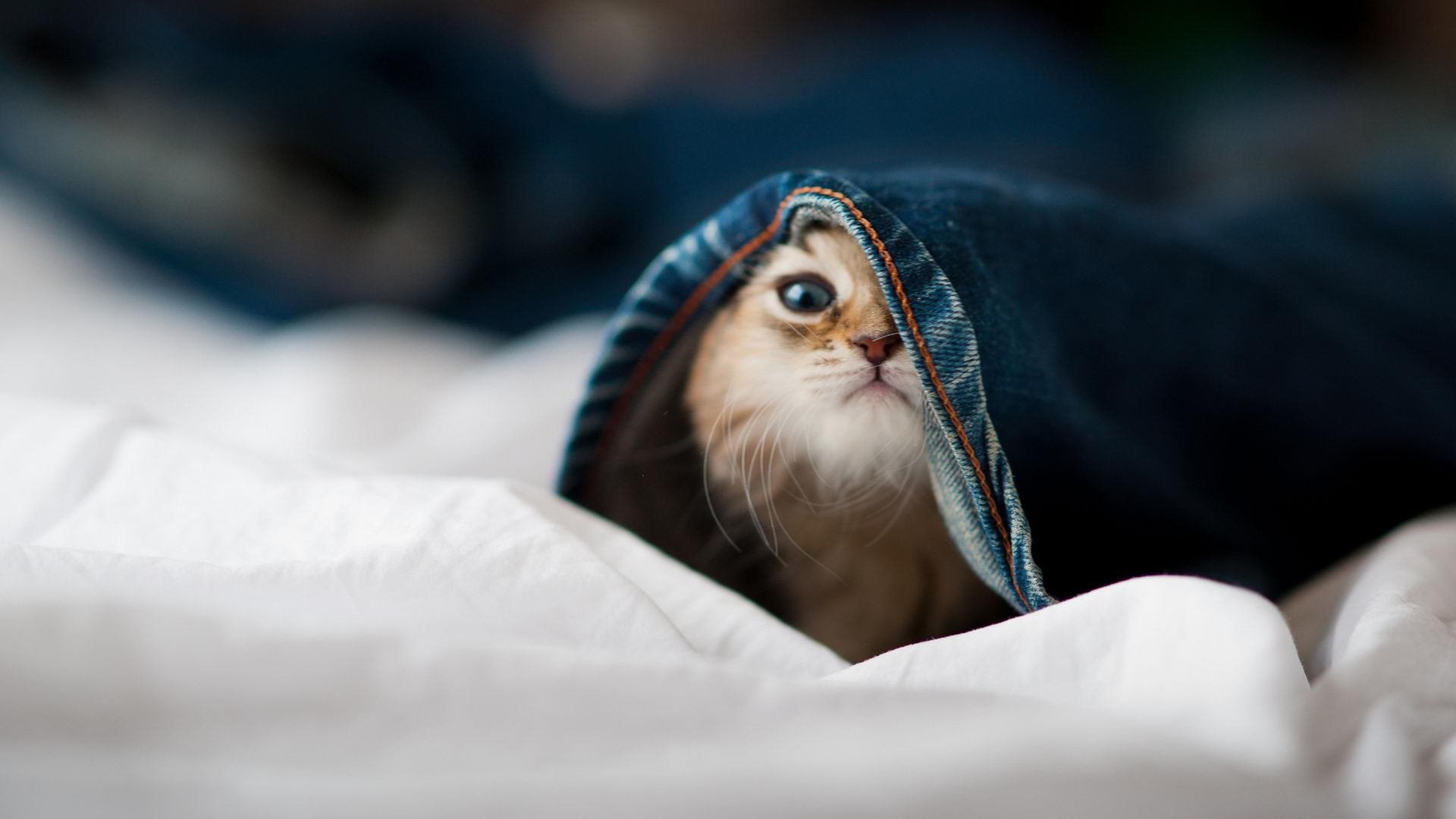 乐鱼电竞在线平台-体育新闻中心发布青少年体育内容传播标准，青少年体育锻炼宣传