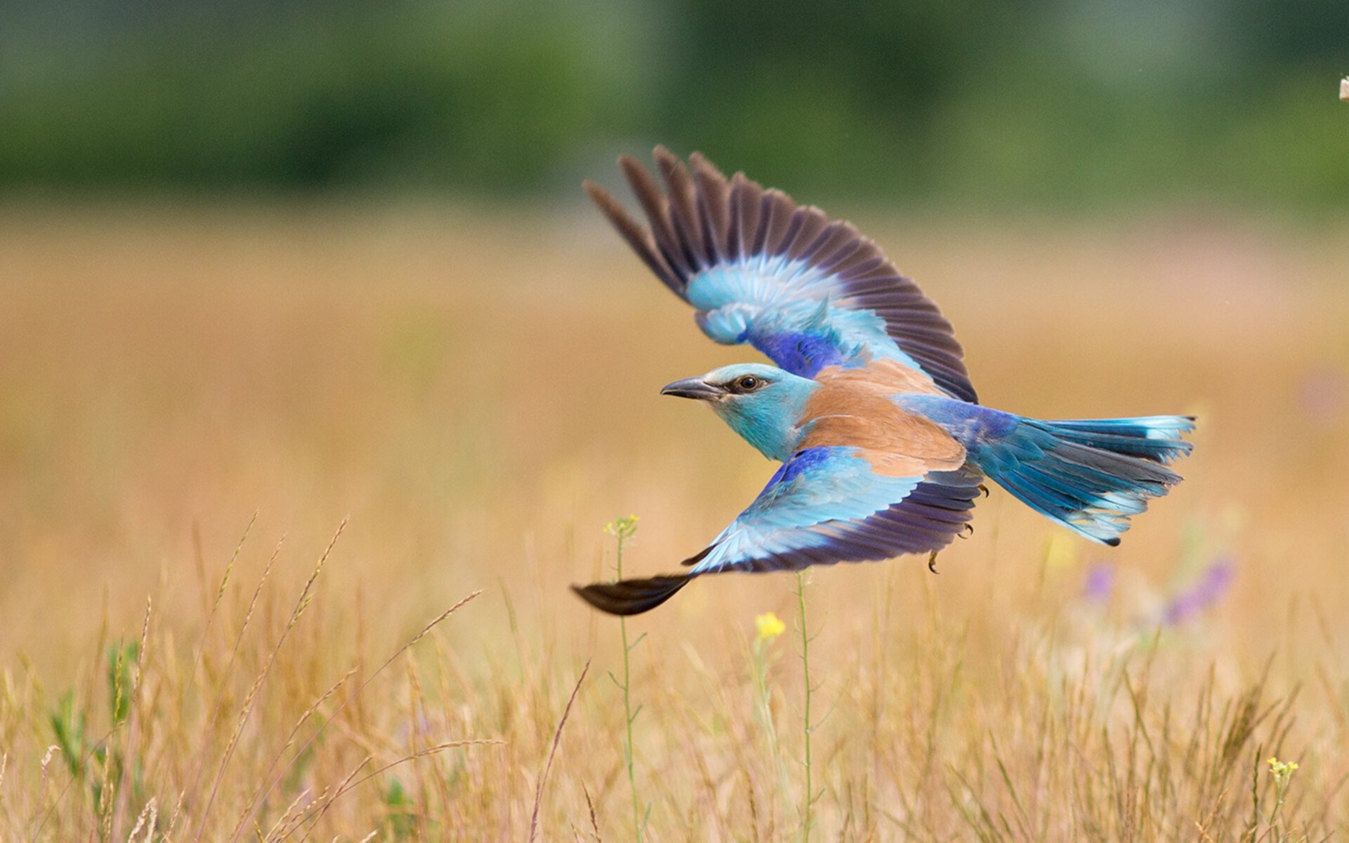 北京鸭新赛季目标锁定季后赛深度竞争,北京鸭百度百科