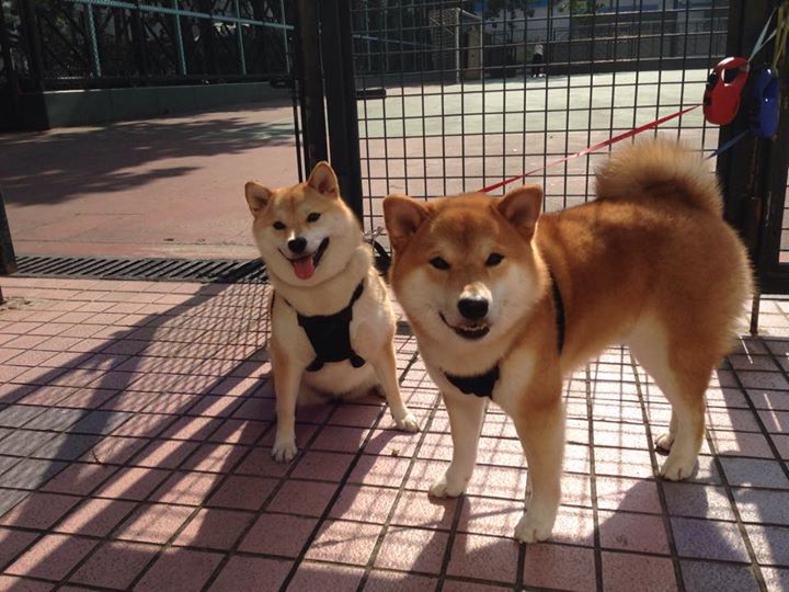 换人节奏科学的教练用兵之道