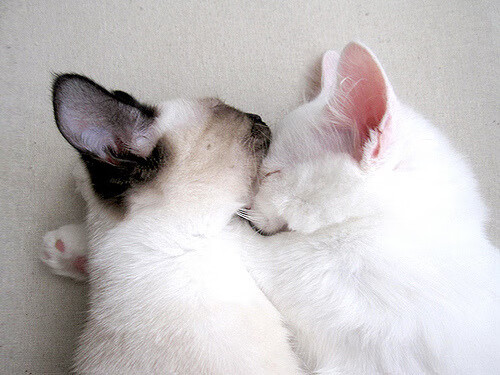 乐鱼电竞在线平台-自由泳美中激战 美国保金成功，美国4×200自由泳接力