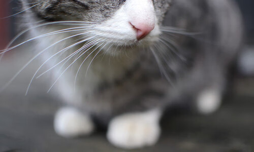 辽宁飞豹内线硬度提升多次制造杀伤,辽宁飞豹吧 百度贴吧