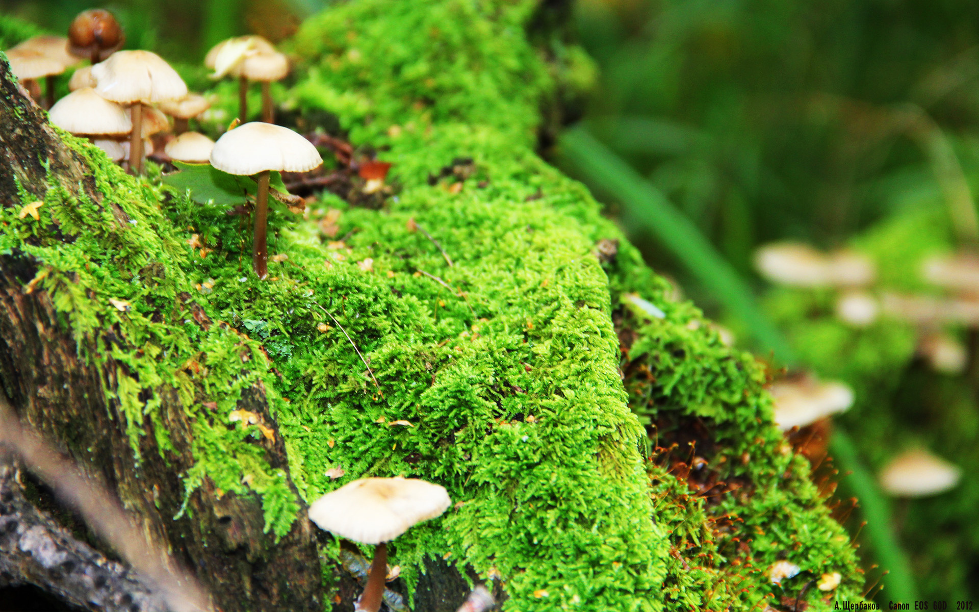 乐鱼电竞在线平台-“华金·托比利亚的反应敏捷与进攻创造力，助力阿根廷美洲狮队冲击世界顶级”