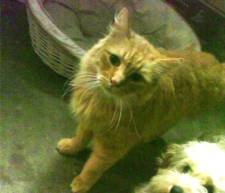 中国足球职业俱乐部青训体系标准化建设稳步推进,中国足球青训体系是什么