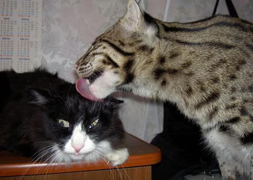 国王客场作战成功打出防守强度,国王防守怎么样