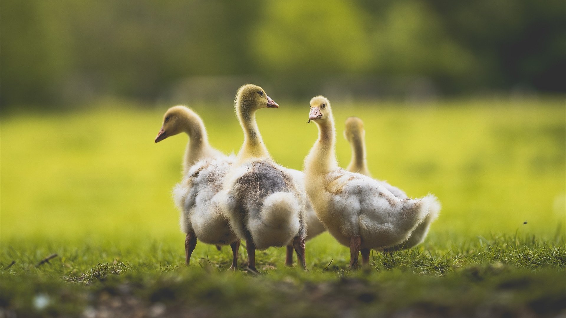 弗朗索瓦·斯图尔特:凭借强大防守能力,为南非队锁定胜局,弗朗索瓦菲利福尔