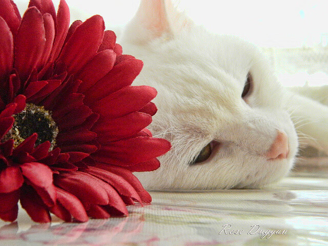 德甲火热对决:两球逆转展现足球魅力,德甲 用球