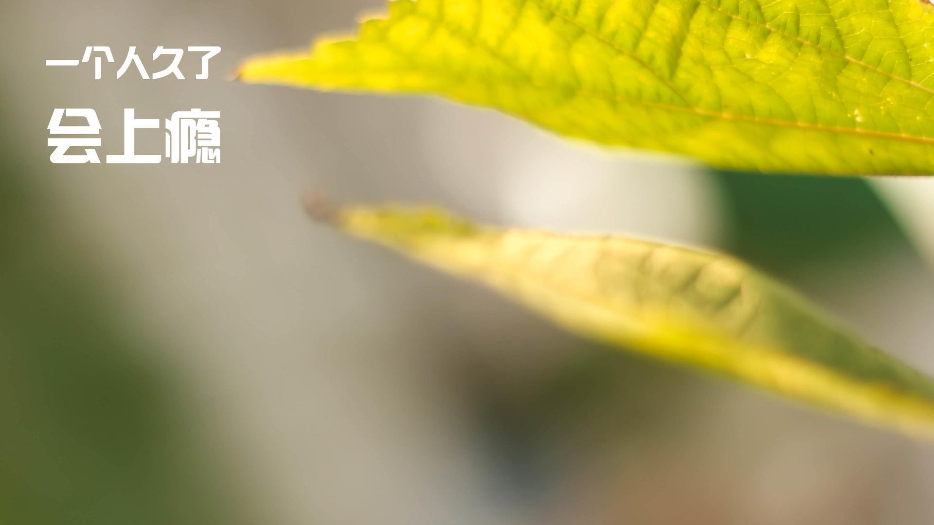 乐鱼电竞-水球比赛吉尔吉斯斯坦战术多变灵活，吉尔吉斯斯坦足球超级联赛