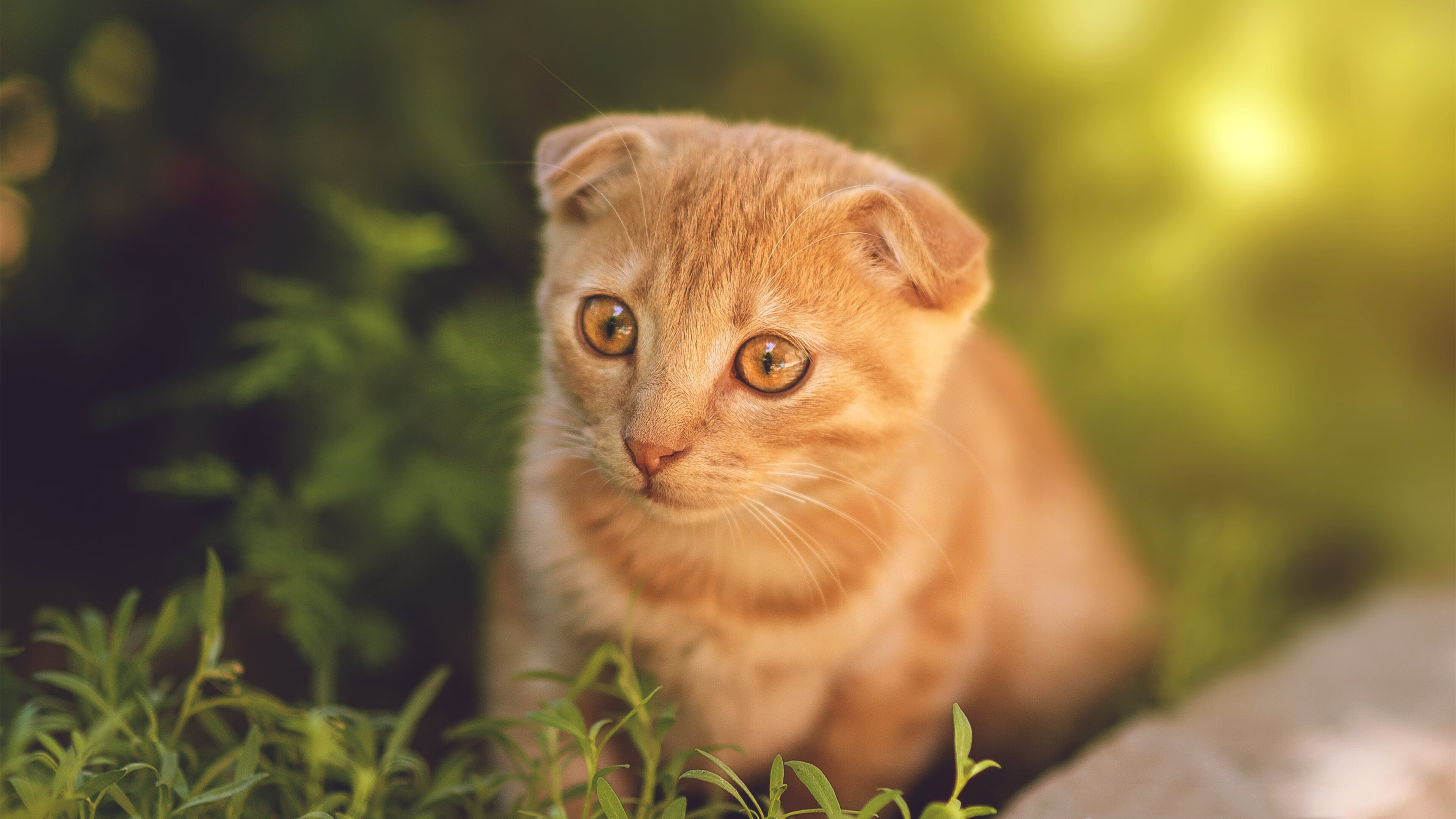 乐鱼官方登录入口-澳大利亚橄榄球赛事转播权创历史新高，澳式橄榄球比赛