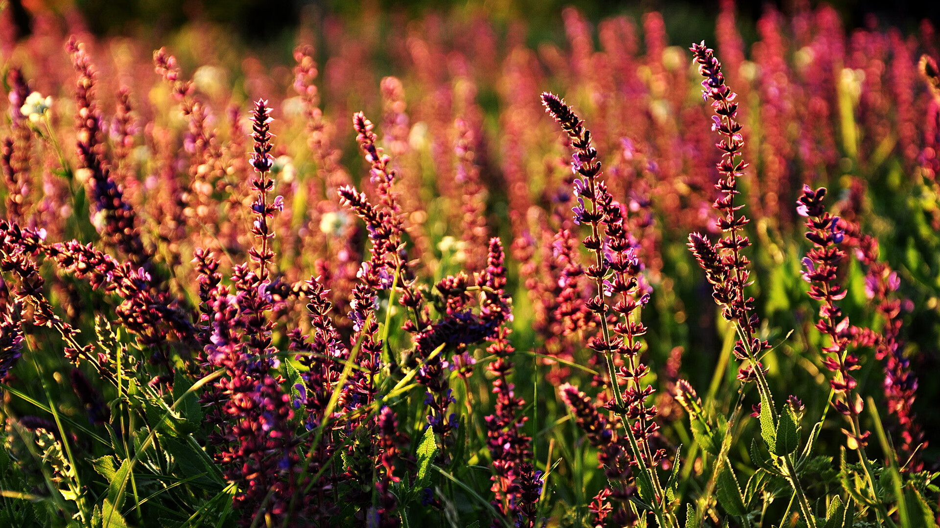 澳大利亚橄榄球赛事转播权创历史新高,澳式橄榄球比赛