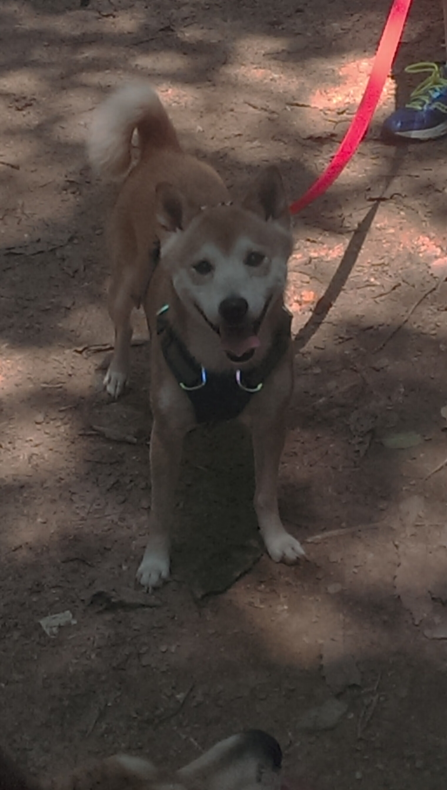 乐鱼电竞在线平台登录入口-竞技状态持续上扬全队斗志高昂冲刺赛季最后目标